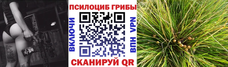 Купить  Демидов  Псилоцибиновые грибы Psilocybe 